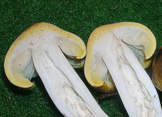 Tricholoma clavocystis